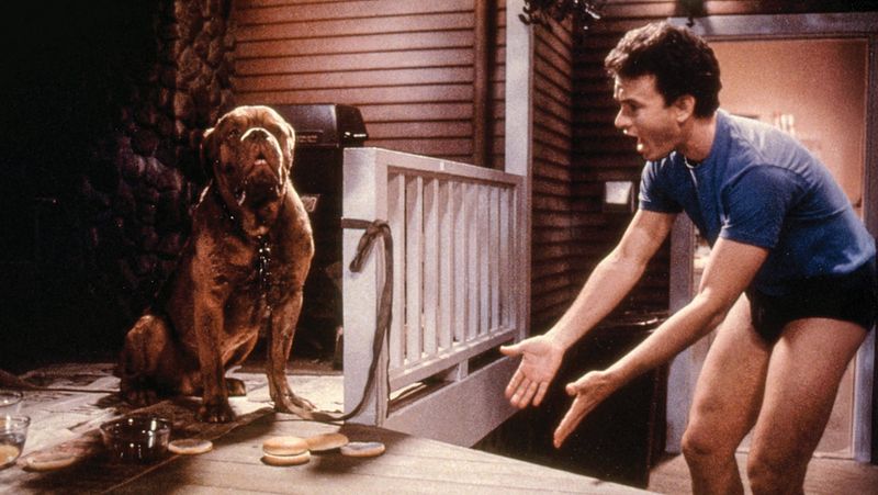 Paw-some Performers: The Top 23 Canine Stars in Film History Hooch